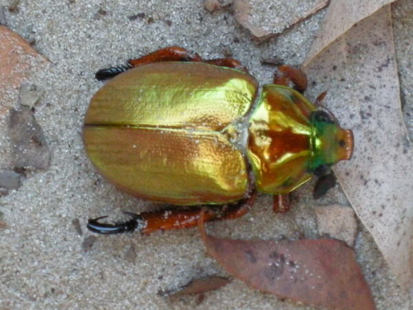 A Christmas Beetle