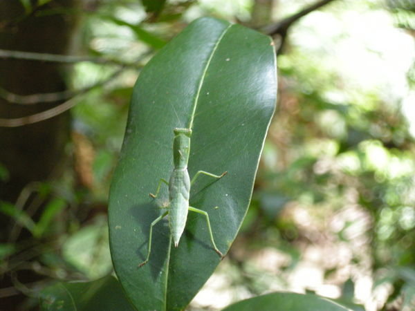 A mantis