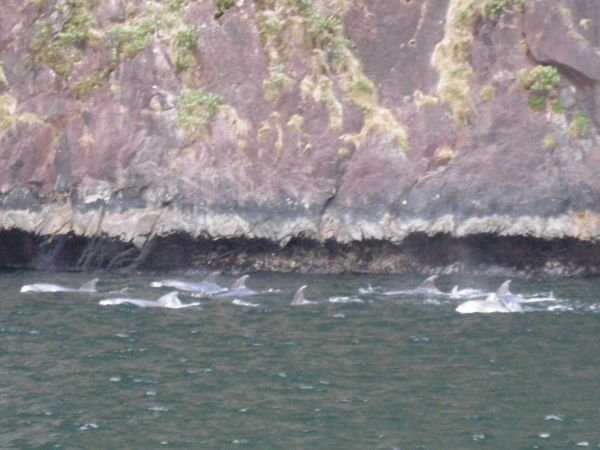 Dolphins in the fiord