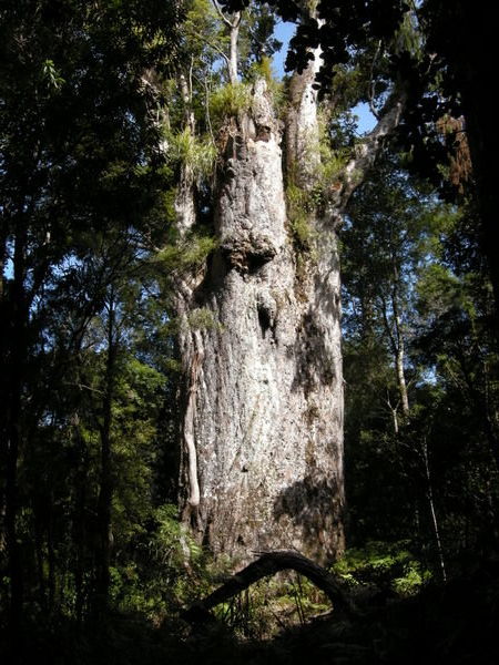 The Second Largest Tree in New Zealand