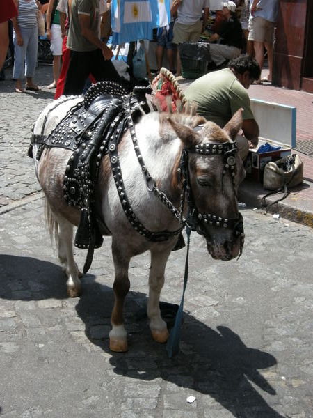Poor lost horsy in San Telmo
