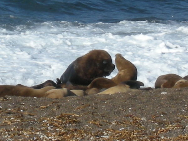 Sea lions