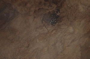 Bats inside Kamira Cave