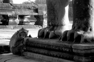 Monkey at the entrance to Angkor Wat