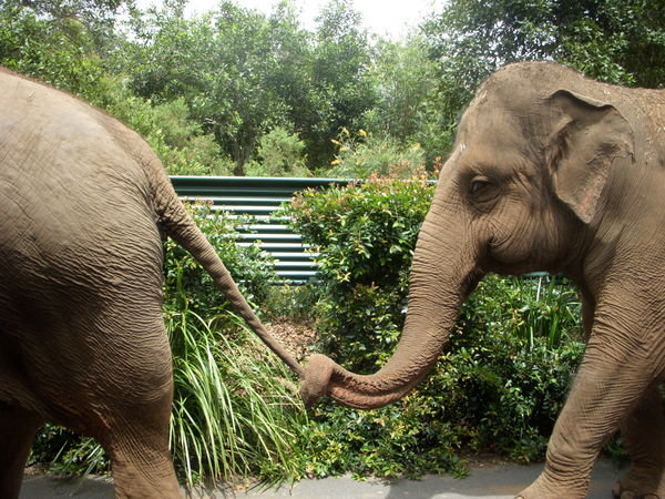 Cute Elephants