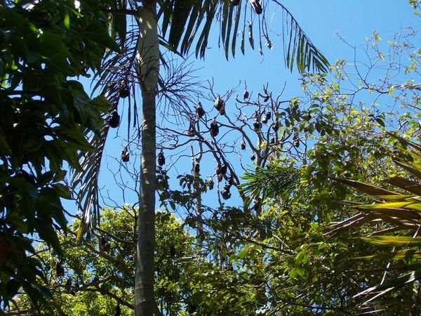 Royal Botanical Garden Bats
