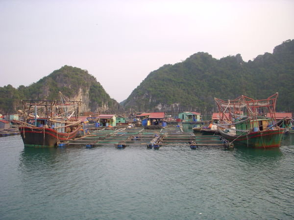 Floating Communities Near Cat Ba Island