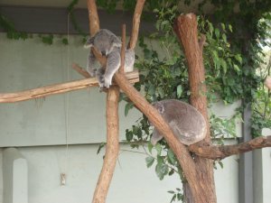 Koalas durmiendo, como no!!!