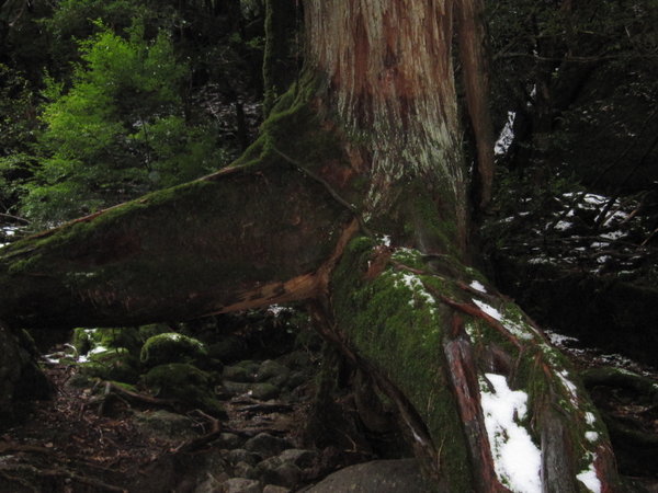 Yakushima 