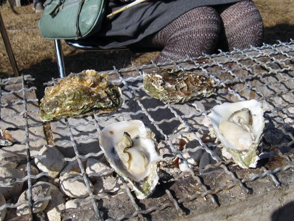 Hello oysters!