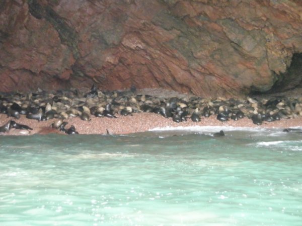 Sea Lion colony