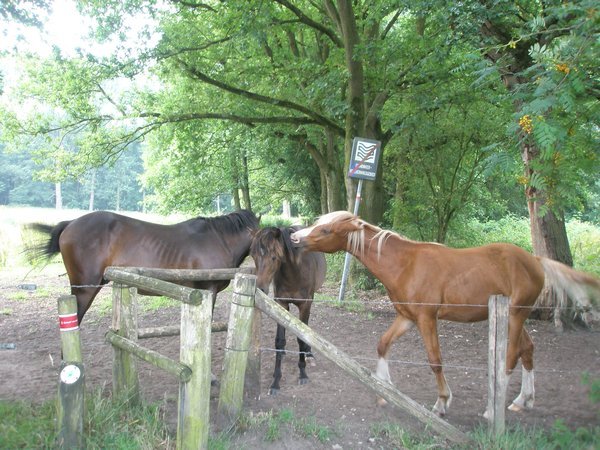 Horses block path