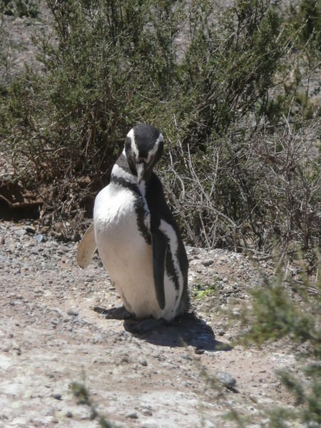Pinguin at Punta Tombo