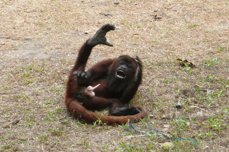 Tayrona laughing monkey