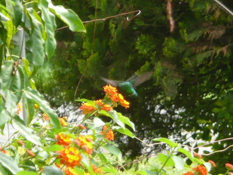 Kolibri drinkt uit bloem