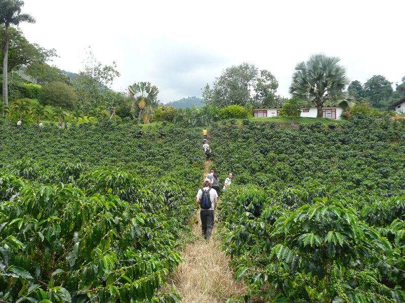 Koffie plantage