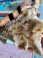 King Helmet conch shell that I returned to the sea