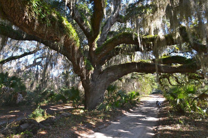 A gigantic live oak tree!