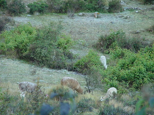 Llamas along the way