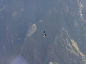 Andean Condors