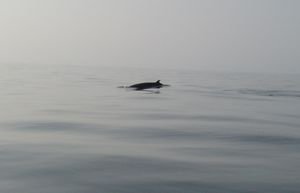 Minke Whale off Cape Breton Island, Nova Scotia