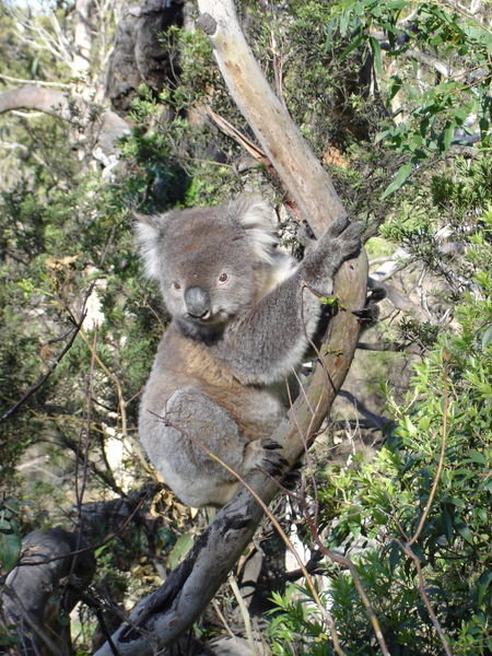 Another koala