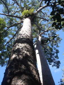 Gigantic trees in Queensland