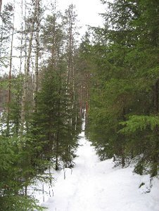 Isojärvi National Park in Kuhmoinen