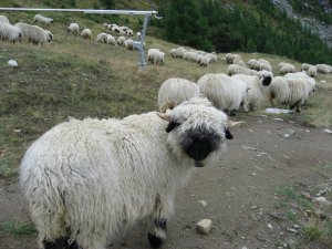 Curious residents near the Matterhorn