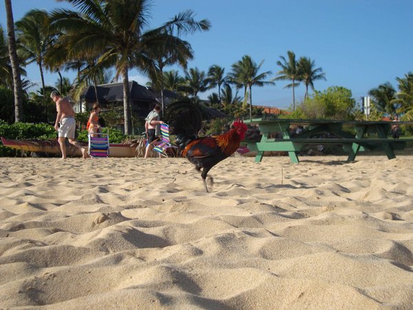 The ever-present chicken, this on Poipu Beach