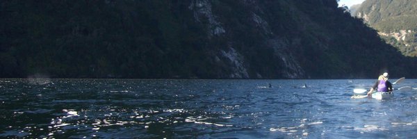 Bottlenose dolphins in Doubtful Sound