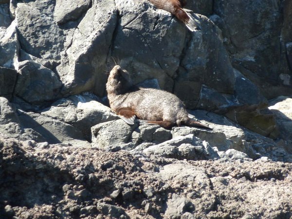 Seal in near Akaroa