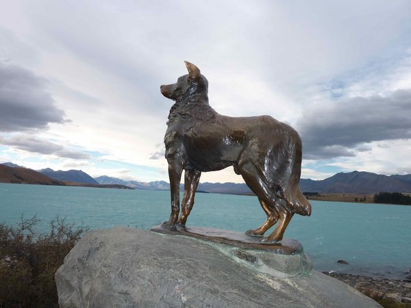Tribute statue to Border Collies near Lake Tekapo
