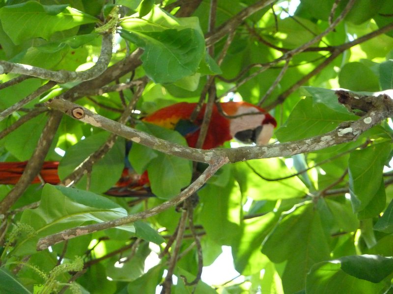 Scarlet Macaw near Serena