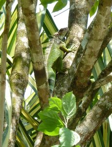 Iguana in Puerto Jiminez
