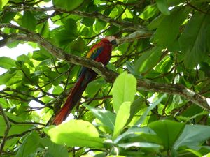 Scarlet Macaw in Puerto Jiminez