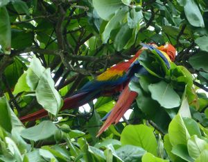 Scarlet Macaw in Puerto Jiminez