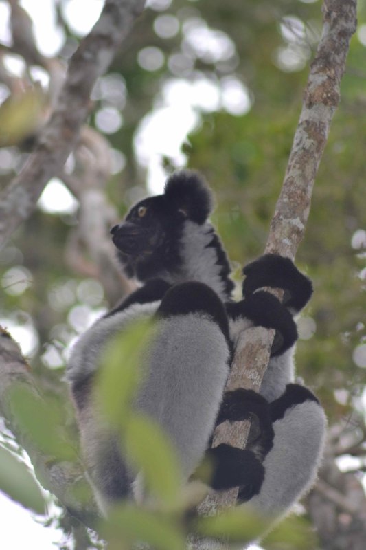 Indri . . . the largest lemur