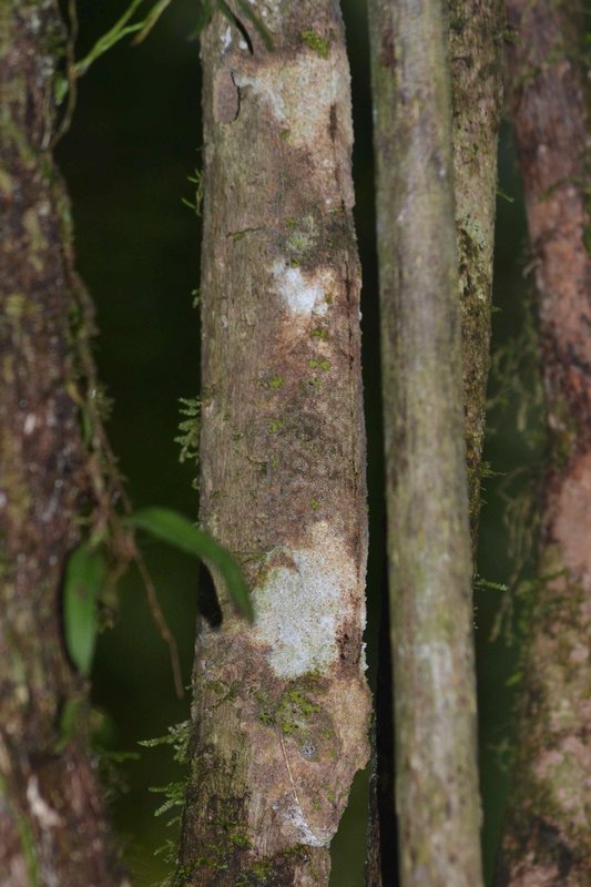 Flat-tailed leaf gecko