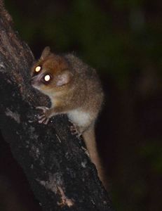 Mouse lemur