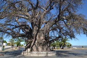 Baobab trees in Majunga
