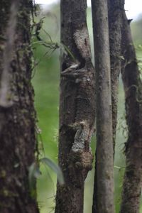 Flat-tailed leaf gecko now visible
