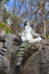 The sunning ritual by the ring-tailed lemurs