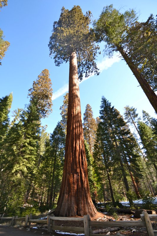 Mariposa Grove outside Yosemite Park