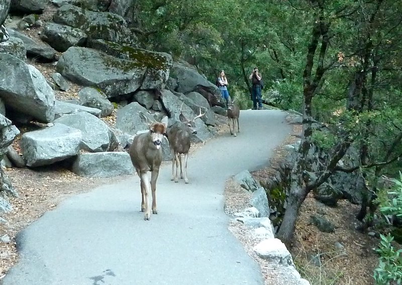 Mule deer following us down the path