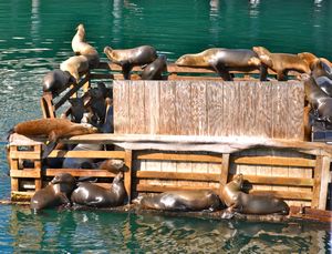 Monterrey Bay sea lions