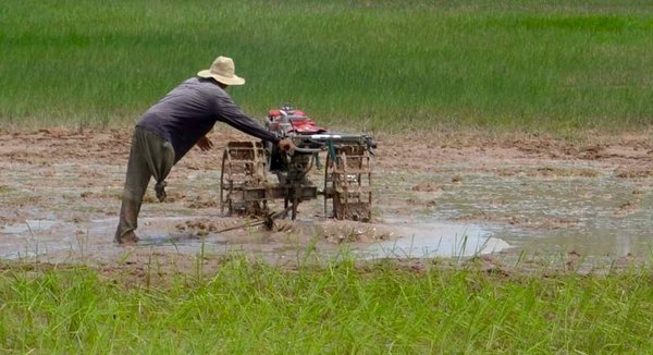 Working the rice field