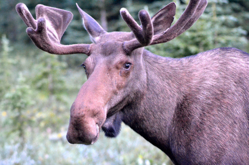 Moose near Spray Lakes Road, Banff