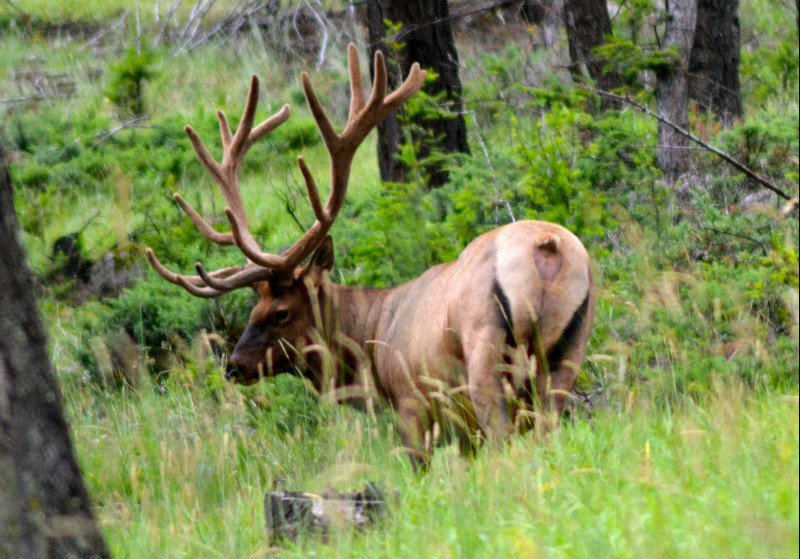 Elk near Pyramid Lake Road in Jasper