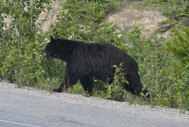 Large black bear on Icefields Parkway